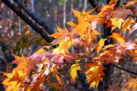 How To Grow Japanese Maple Trees Japanese Maples Care