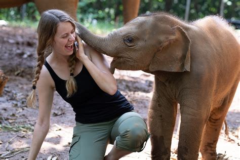 Elephant Nursery Volunteer Thailand Friends For Asia