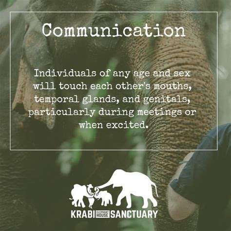 Elephants Encyclopedia Elephant Communication Part2