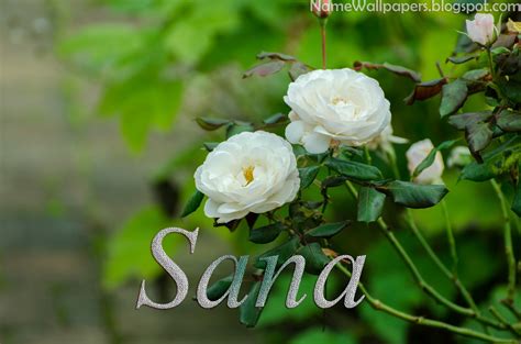 Sana Name Wallpapers Sana Name Wallpaper Urdu Name Meaning Name