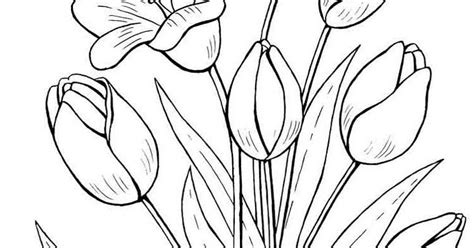 30 Contoh Sketsa Gambar Bunga Tulip Beserta Warnanya Terbaik Postsid