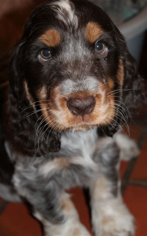 Give us a call today! Show Cocker Spaniel Puppy - Chocolate Roan & Tan ...
