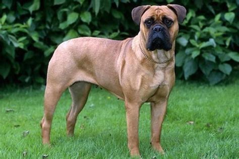 Bull Mastiff Ultimate Guide Health Personality And More