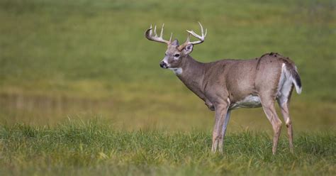 Hunter Killed By Deer Arkansas Hunter Dies After Being Attacked By A
