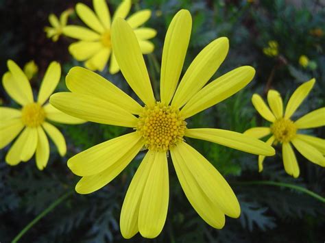 We did not find results for: Free Stock Photo 850-yellow_flower02138.JPG | freeimageslive