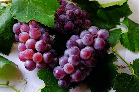 Grape Fruits · Free Stock Photo