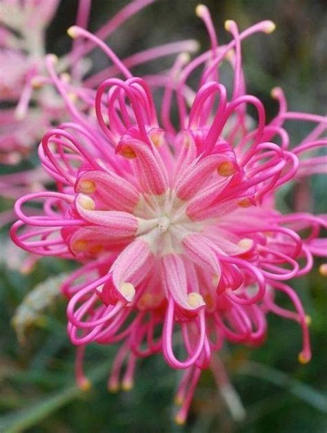 25 Types Of Pink Flowers For My Garden Perrenial Names Beautiful