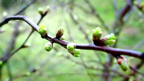 In The Spring Forth Its Buds On The Trees The Wind Shakes A Young