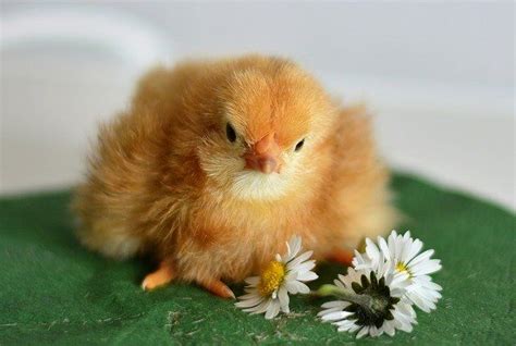 Free Image On Pixabay Chicks Young Animal Chicken In 2020 Chicken