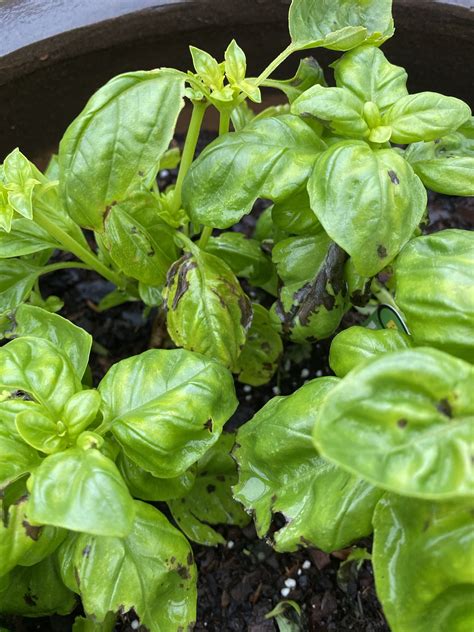 I lift up, no limits anymore. Whats wrong with my basil plant? Is it a fungus and Im ...