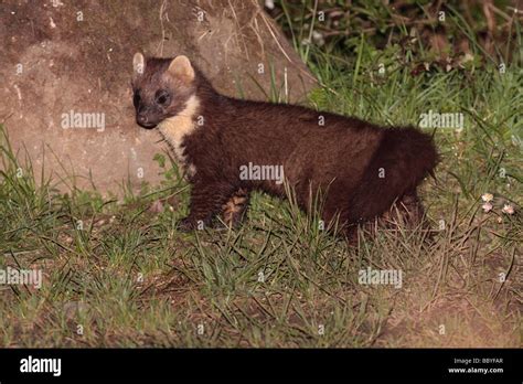 Pine Marten Ireland Hi Res Stock Photography And Images Alamy