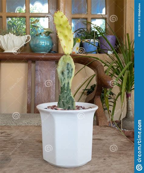 Opuntia Monacantha Variegata Cactus Plant With Beautiful Color