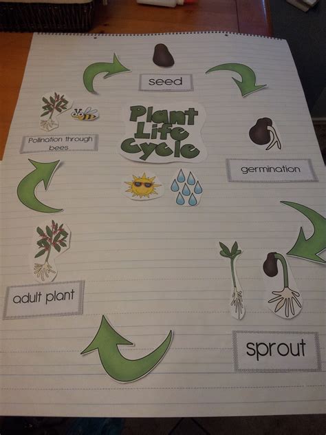 Lifecycle Of A Plant Kindergarten