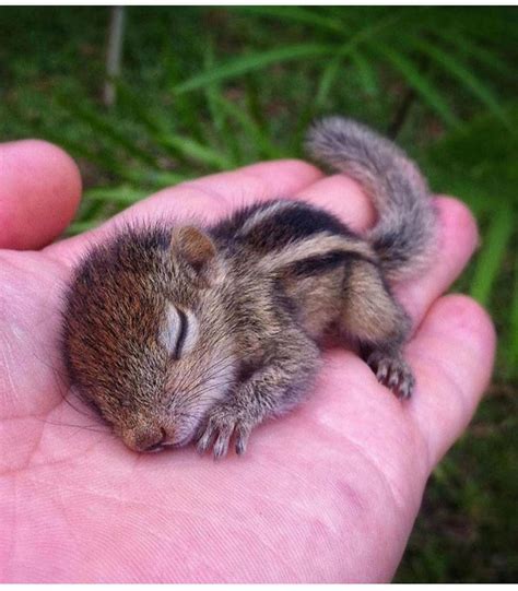 Sleeping Beauty ️ Squirrelsbyfotoscenen ️ Via Fashionstyles2you ️