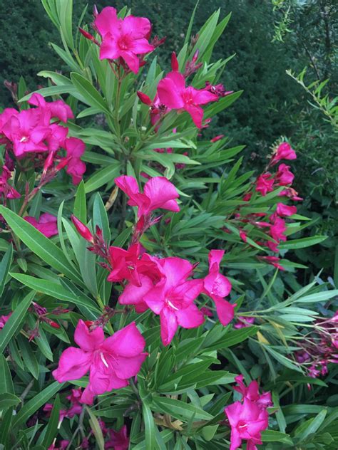 Nerium Oleander Hardy Red Xera Plants