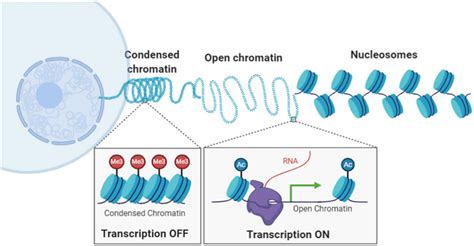 Frontiers Probing Chromatin Compaction And Its Epigenetic States In