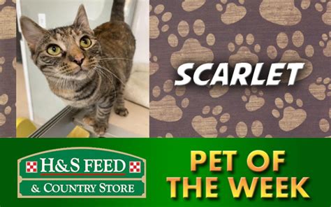 Pet stores & supplies fullerton, ca pet grooming fullerton, ca. MEET THE H & S FEED & COUNTRY STORE PET OF THE WEEK: "SNOW ...
