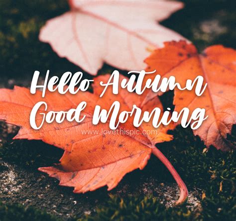 Hello Autumn, Good Morning Maple Leaf Quote Pictures, Photos, and