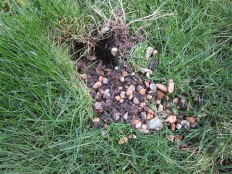 How can i prevent pest problems in my garden? Hi. Can anyone help me identify what is digging up my lawn ...