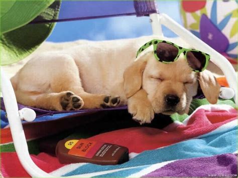 Vacation Puppys Wallpapers Wallpaper Cave