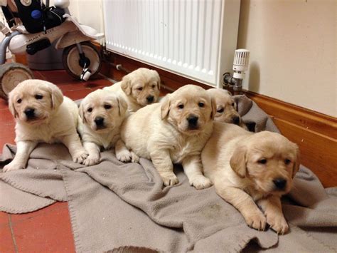 They may look like some new dog breed, but they are the working brothers to the golden retrievers. Golden Retriever Cross Labrador Retriever puppies ...
