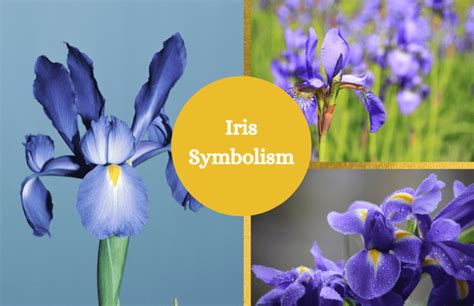 Iris - Symbolism and Meaning - Symbol Sage
