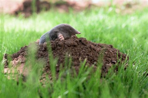 How can a wildlife removal technician help me get rid of the moles? How To Get Rid Of Moles In Your Yard | Wildlife Control ...
