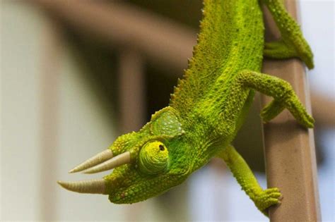 Jackson's Chameleon | Jackson chameleon, Chameleon, African imports