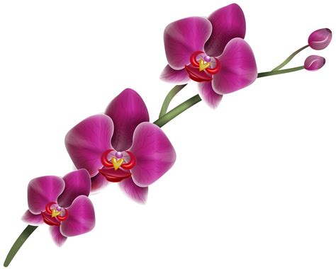 Free Purple Orchid Png Download Free Purple Orchid Png Png Images