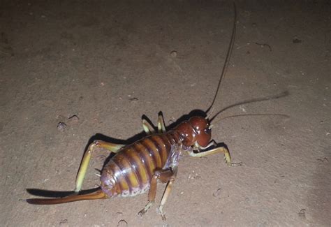 Bug Of The Month February 2014 King Cricket From Western Australia