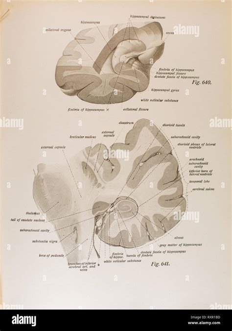 Anatomia Del Cervello Umano E Le Sue Strutture Correlate Foto Stock Alamy