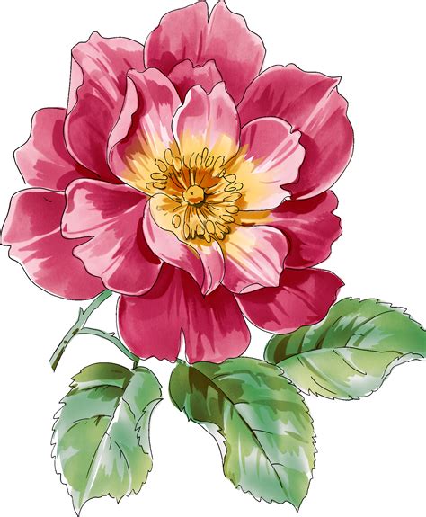 Peonies clipart realistic, Peonies realistic Transparent ...