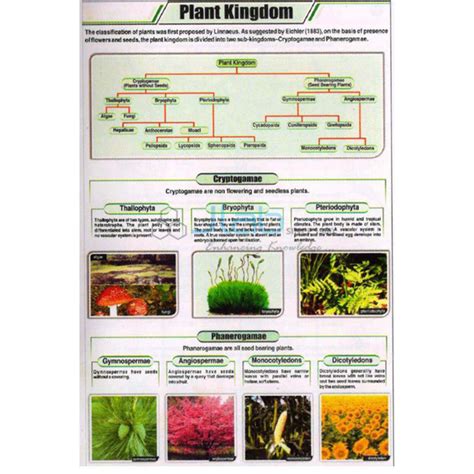 Plant Tissue Classification Chart