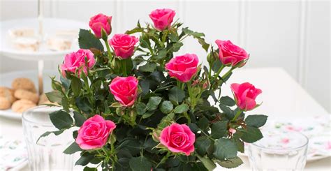 Care Tips For Fabulous Miniature Roses