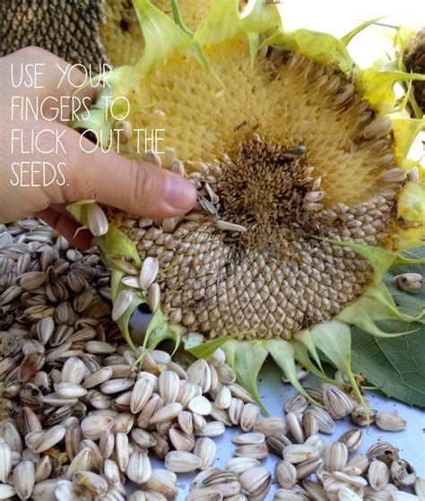 How To Harvest Sunflower Seeds From Garden Sunflowers Reverasite