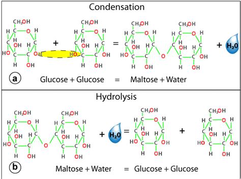 The Biologs Cape 1 Carbohydrates