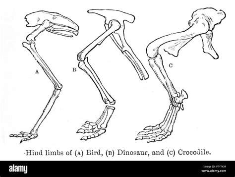 Pelvis And Hip Of Dinosaur Bird And Crocodyle 1910 194 Hip Evolution