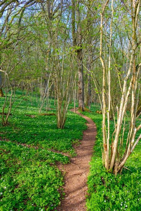 Nature Trail In The Woodlands At Spring Stock Photo Image Of