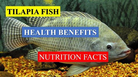 Tilapia Fish Health Benefits And Nutrition Facts Youtube