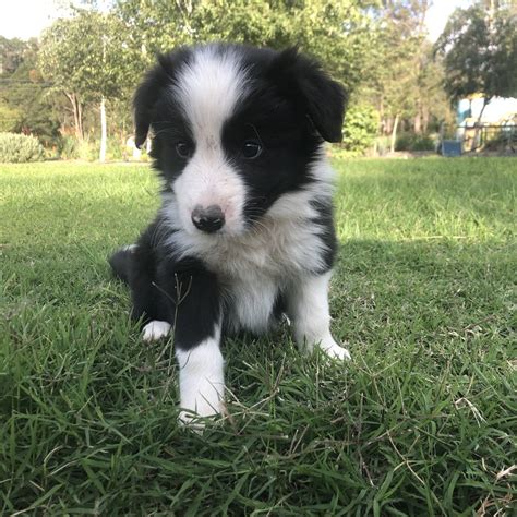 Create and get +5 iq. Border Collie Pups