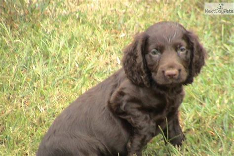The current median price for all boykin spaniels sold is $900.00. Boykin Spaniel puppy for sale near Greenville / Upstate ...
