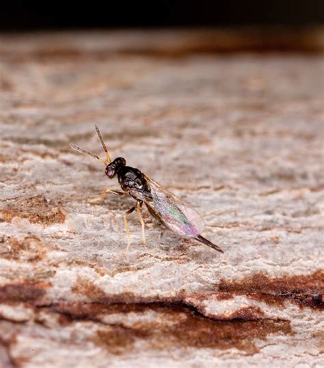 Parasitoid Wasps Umn Extension