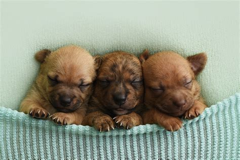 Newborn Puppy Photoshoot For Foster Dogs