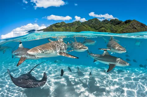 Tahiti is also famous for its hospitality and sweet, relaxed atmosphere where everyone is welcome. plavba katamaránem Tahiti | Lodník.cz