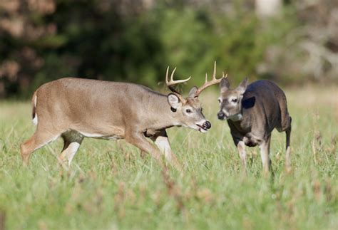 Georgia Program Offers Deer Management Assistance On Private Land