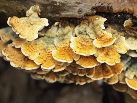 Calderdale Fungi - Halifax Scientific Society - Mycology Section: Cunnery Wood 18-11-13
