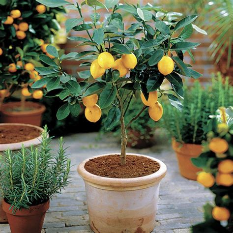 Why The Dwarf Lemon Meyer Is One Of The Best Fruit Trees To Grow Indoors