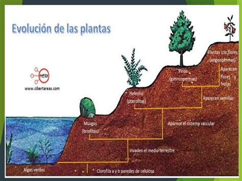 Evolución De Las Plantas