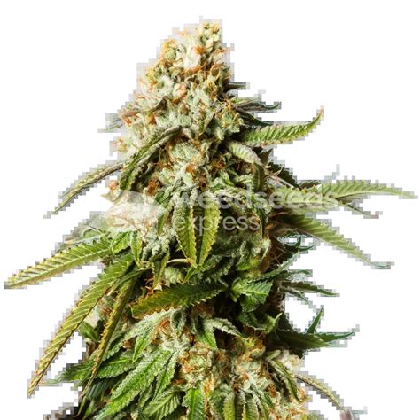 Gorilla Glue 4 Autoflower Seeds 🦍 Weedseedsexpress