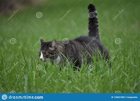 Cat In Green Grass Stock Photo Image Of Food Stripe 130621882